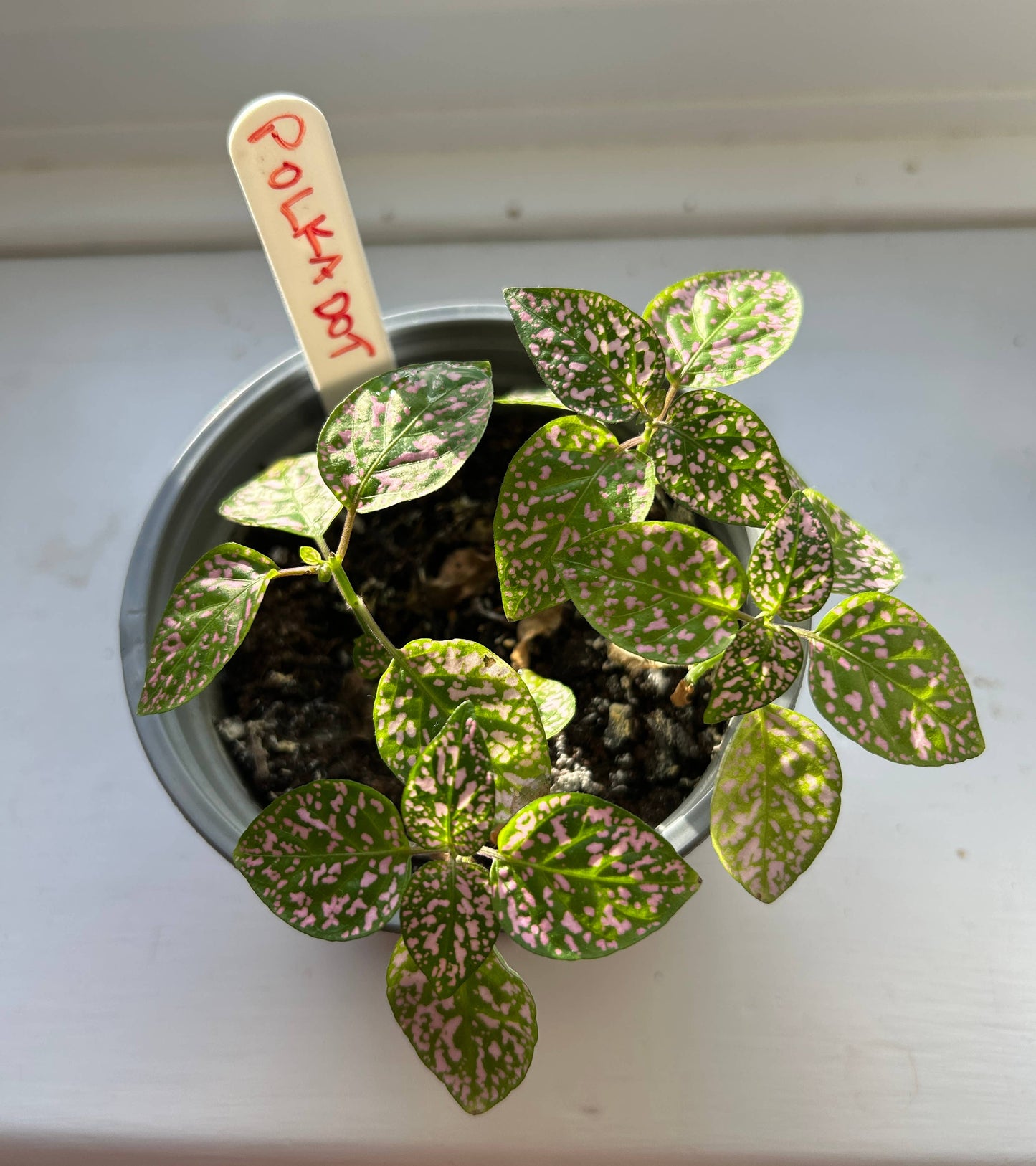 Grow Your Own Polka Dot Plant Growing Kit