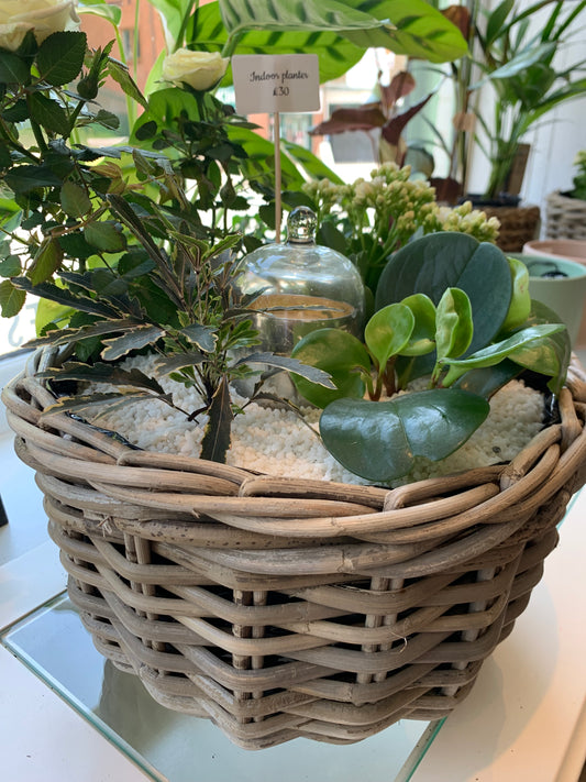 Indoor Planter