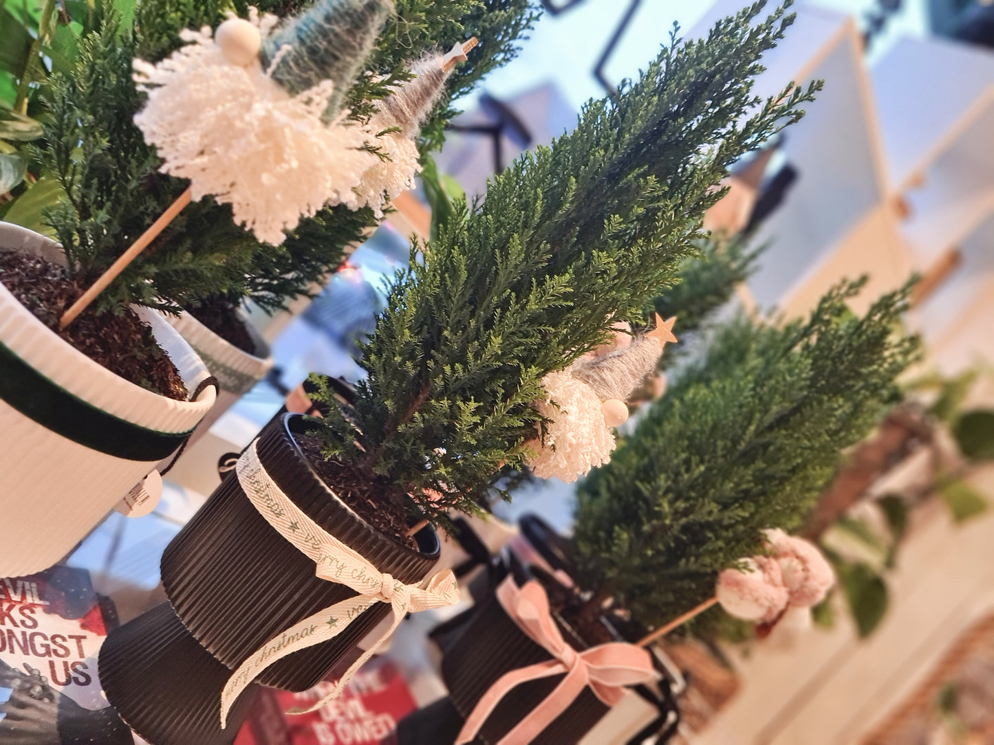 Mini Real Christmas Tree in Pot