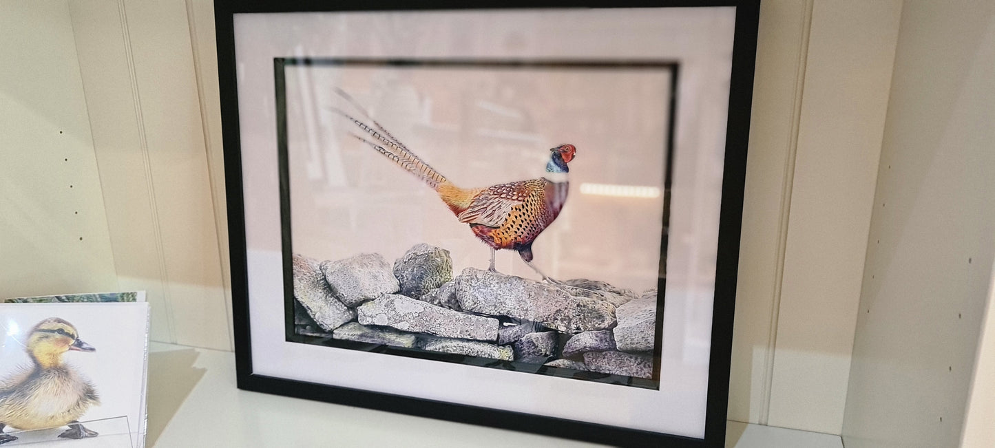 Framed Print - Pheasant