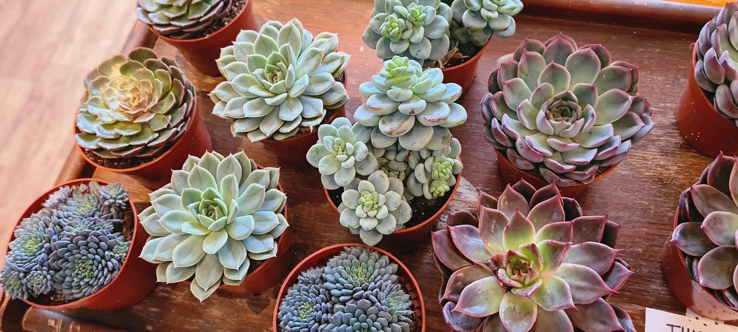 Large Succulent- various varieties