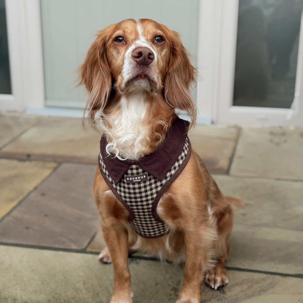 Cotswolds Check Adjustable Neck HARNESS: M