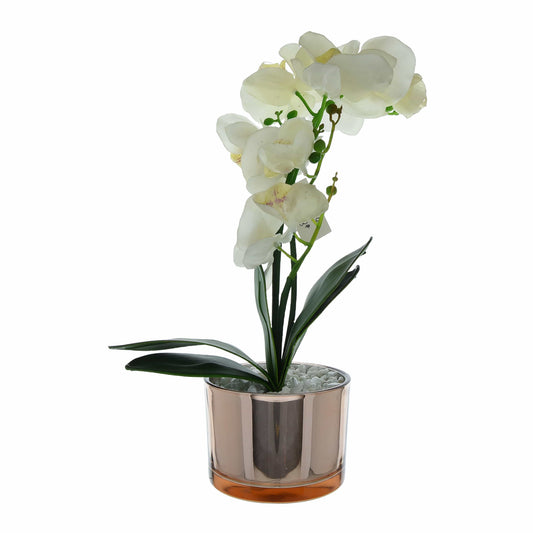 The Flower Patch Cream Orchid in Glass Pot 40cm