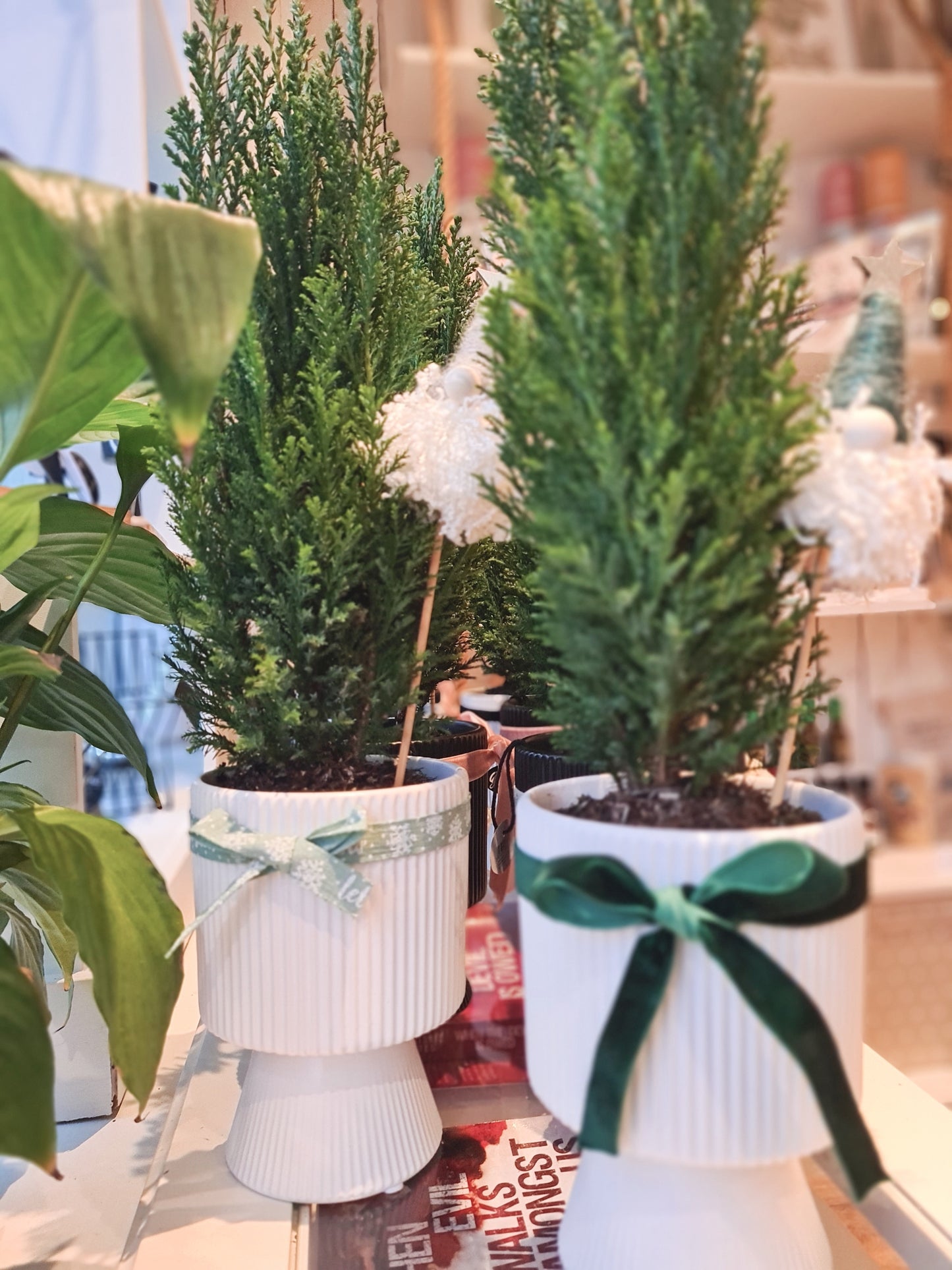 Mini Real Christmas Tree in Pot