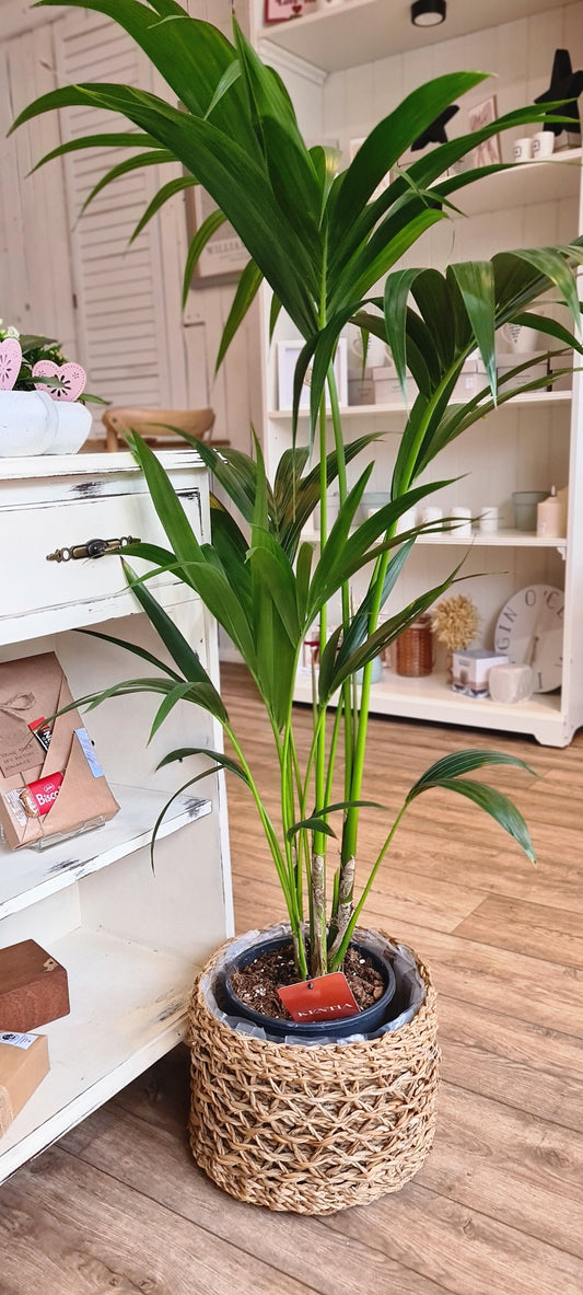 Howea Forsteriana in Seagrass basket